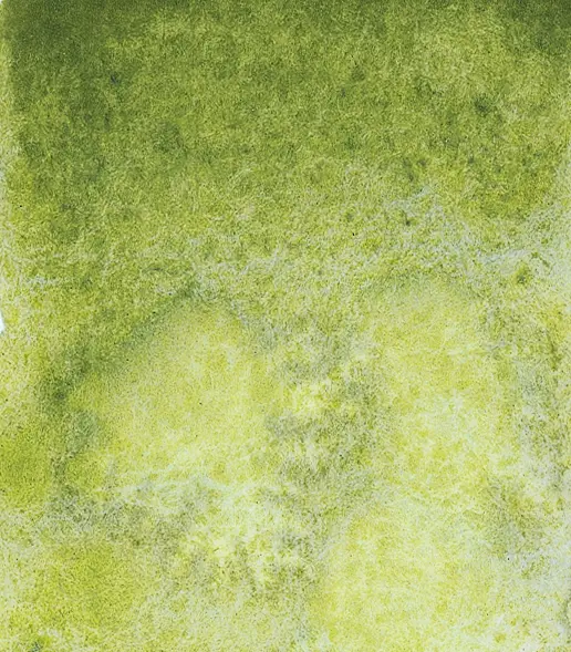 14 932 Shire olive