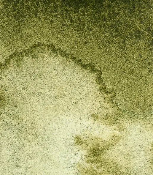 14 941 Forest olive