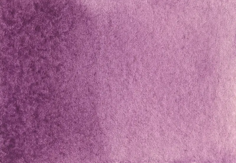AG 313 Lilac