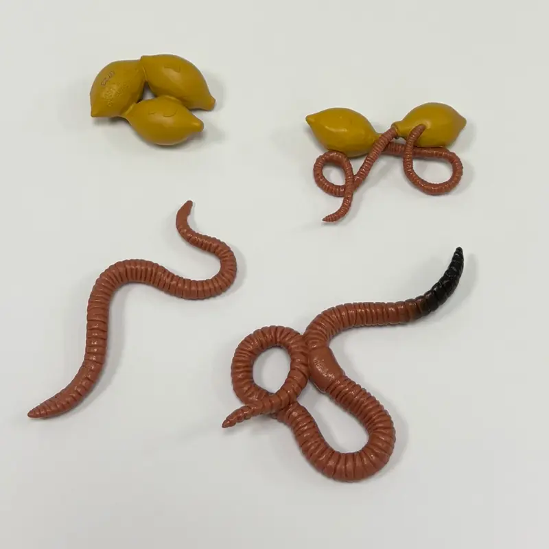 Daggmaskens livscykel