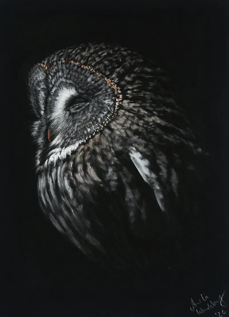 Great Grey Owl - Limited Edition Prints