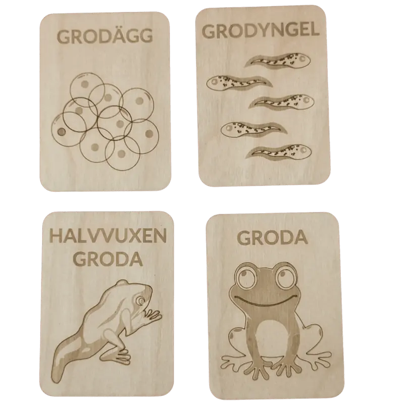 Grodans livscykel – pedagogiskt material i högkvalitativ björk