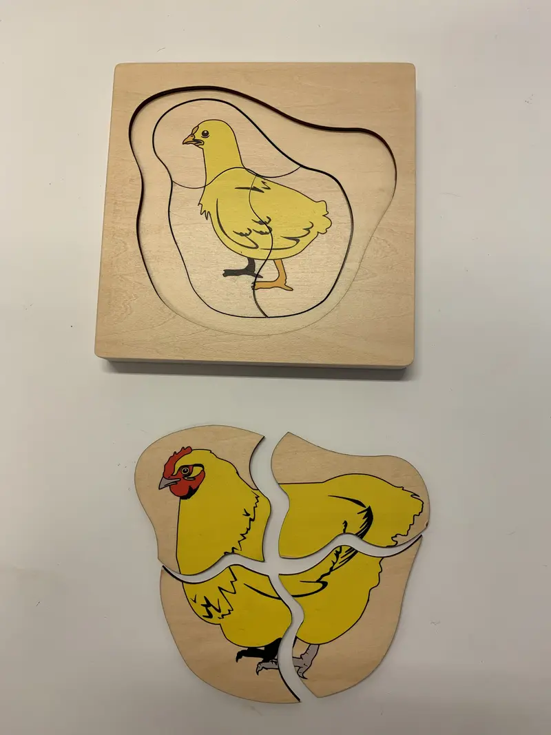 Kycklingens livscykel pussel