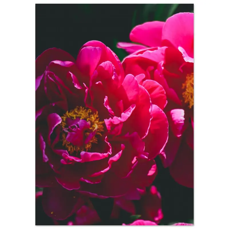 Peonies - Artprint #2