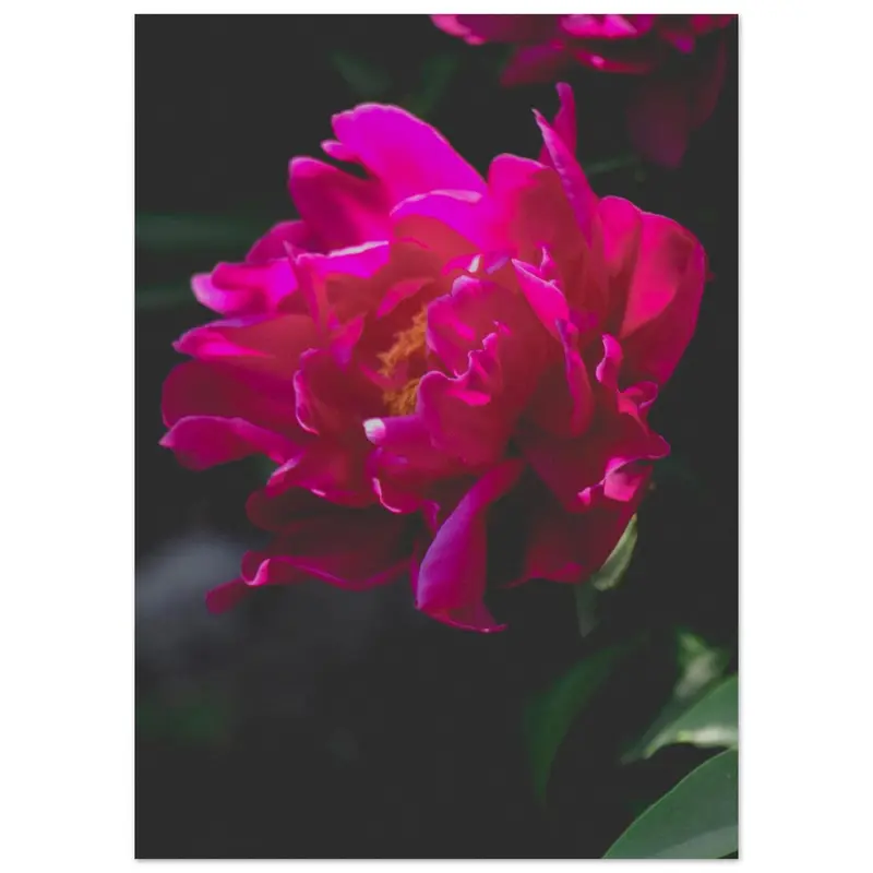 Peonies - Artprint #6