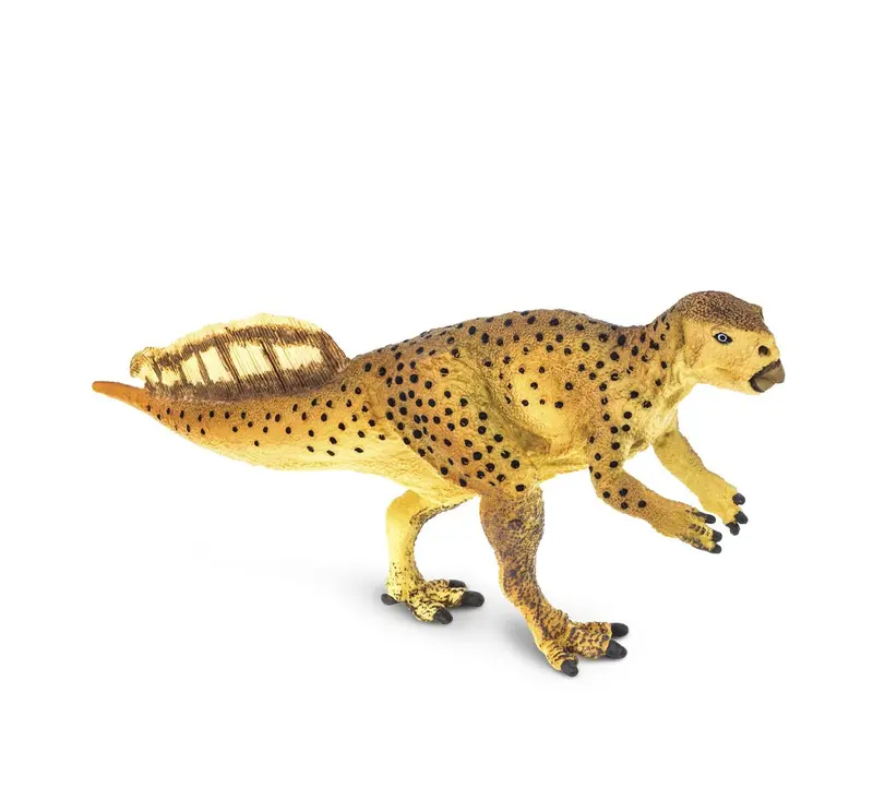 Psittacosaurus 13x4.5 cm