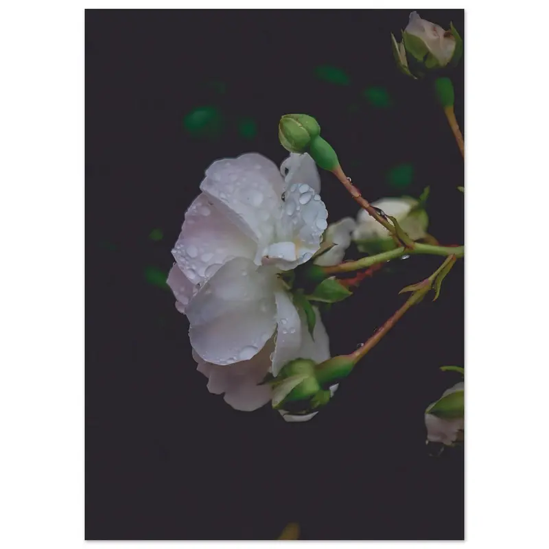 Roses - Art print #1