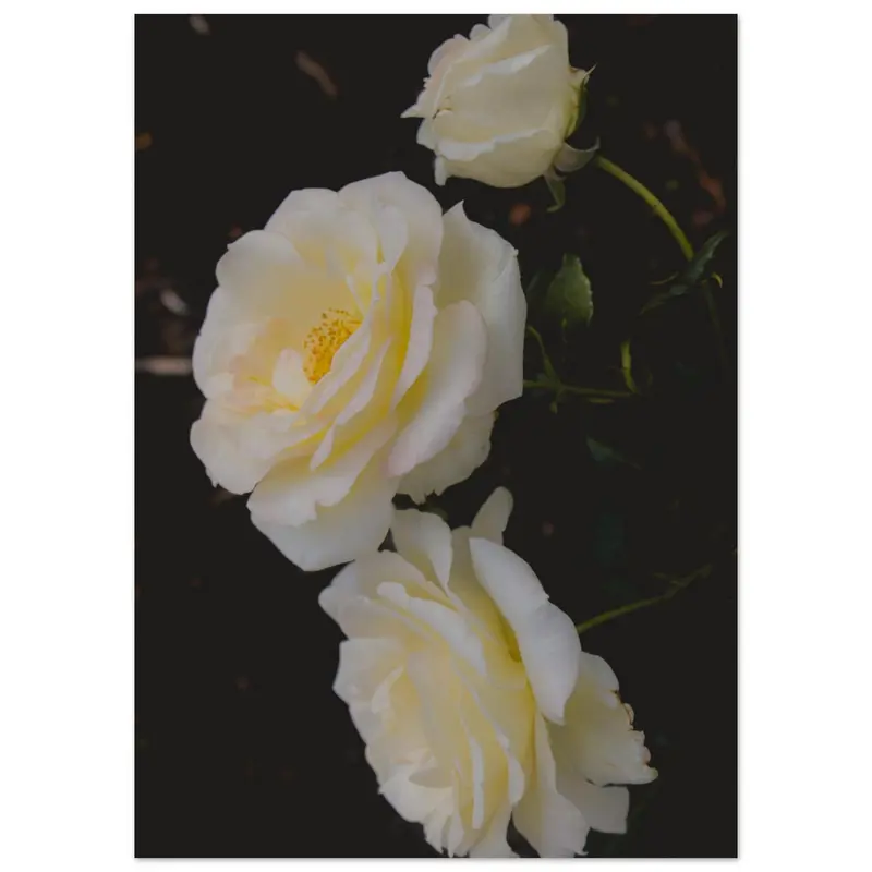 Roses - Art print #14