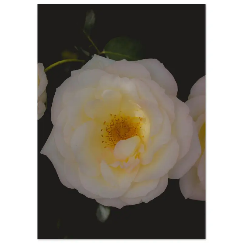Roses - Art print #16