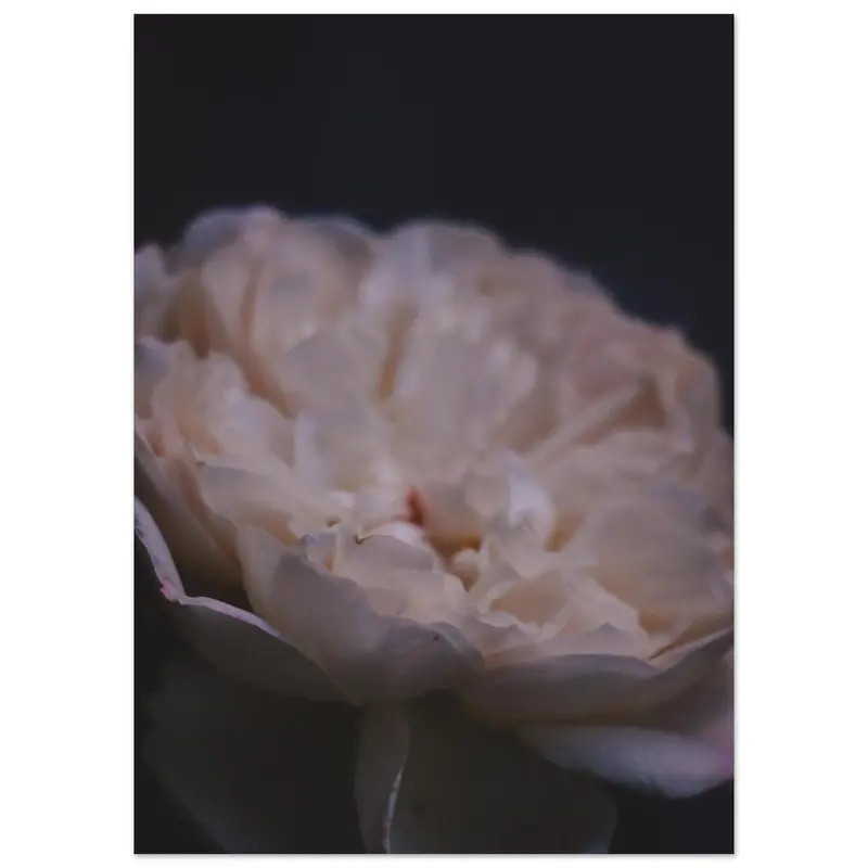 Roses - Art print #19