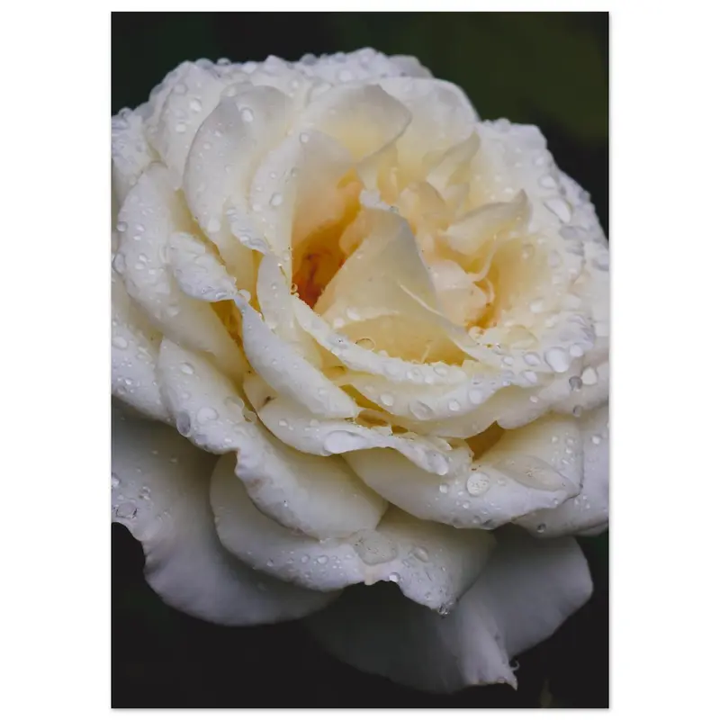 Roses - Art print #23