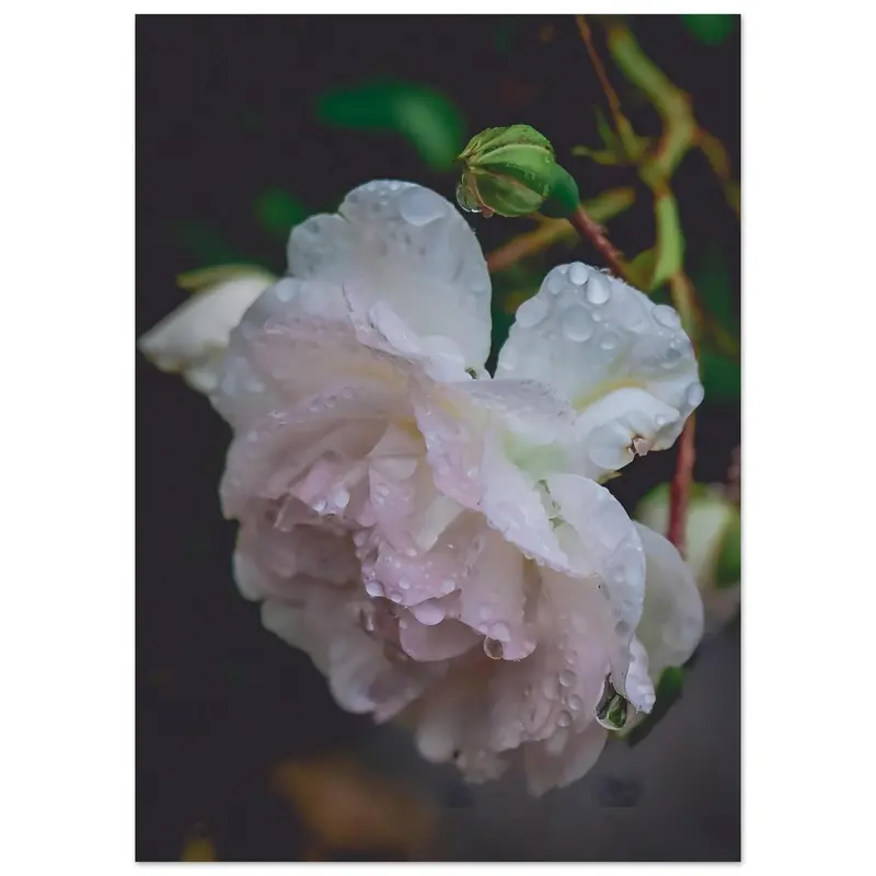 Roses - Art print #3
