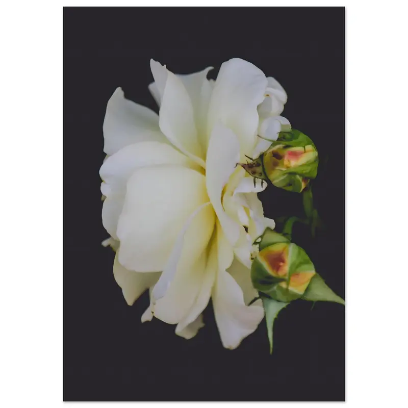 Roses - Art print #4