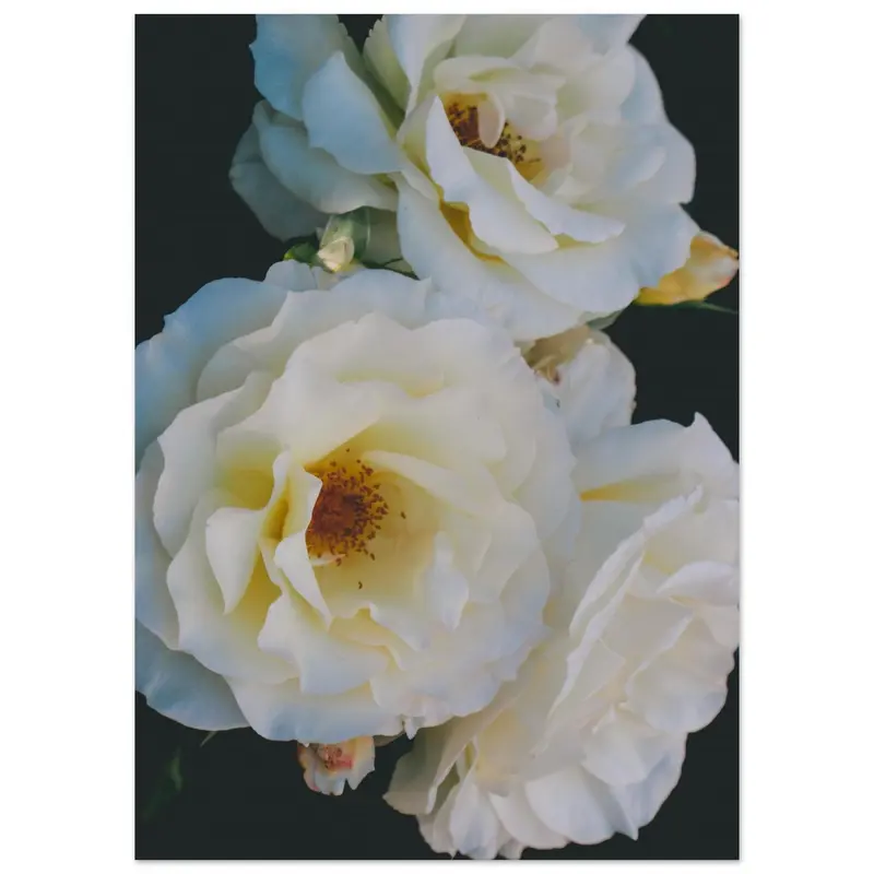 Roses - Art print #6