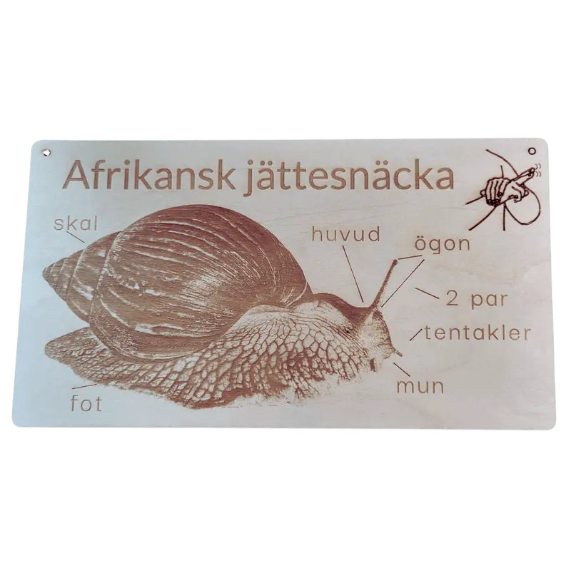Snäcka – lärande affisch om kroppen och kroppsdelar