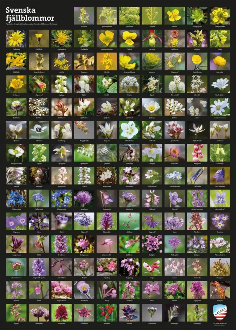 Svenska Fjällblommor