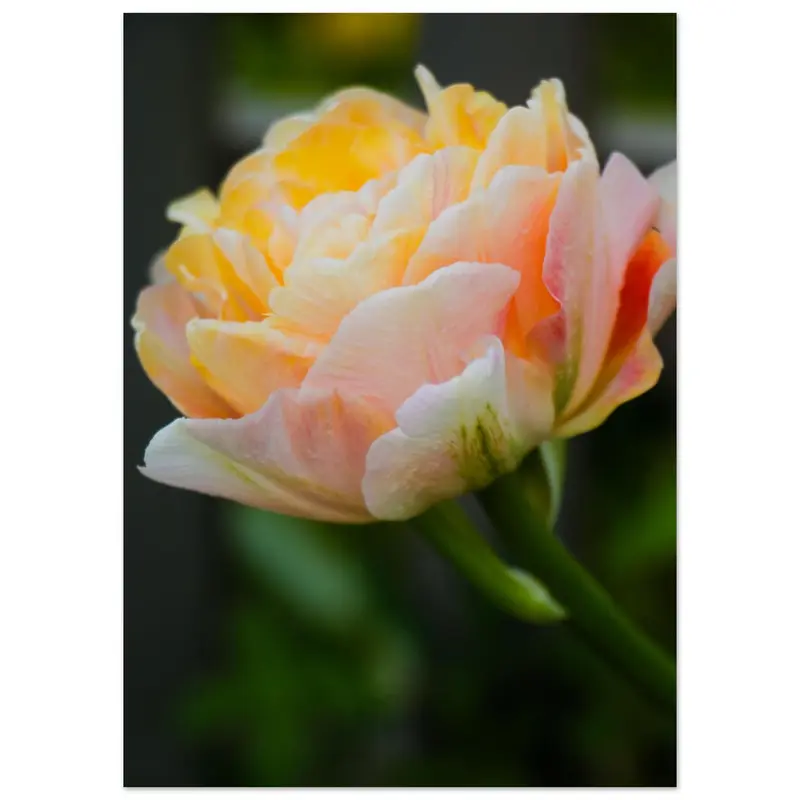 Tulips - Art print #1