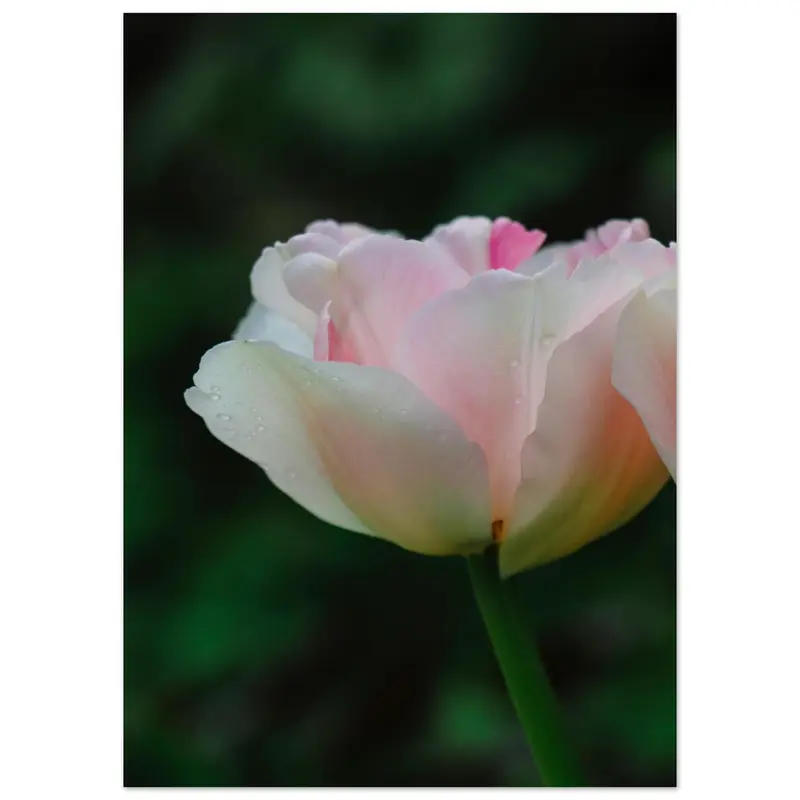 Tulips - Art print #13