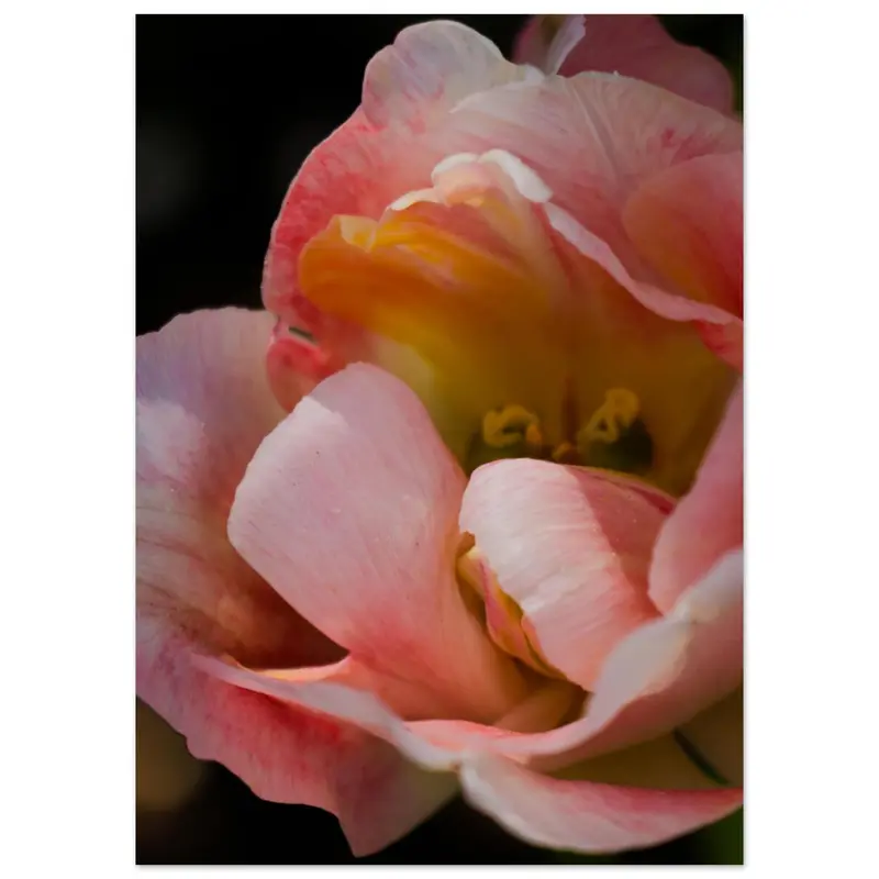 Tulips - Art print #5