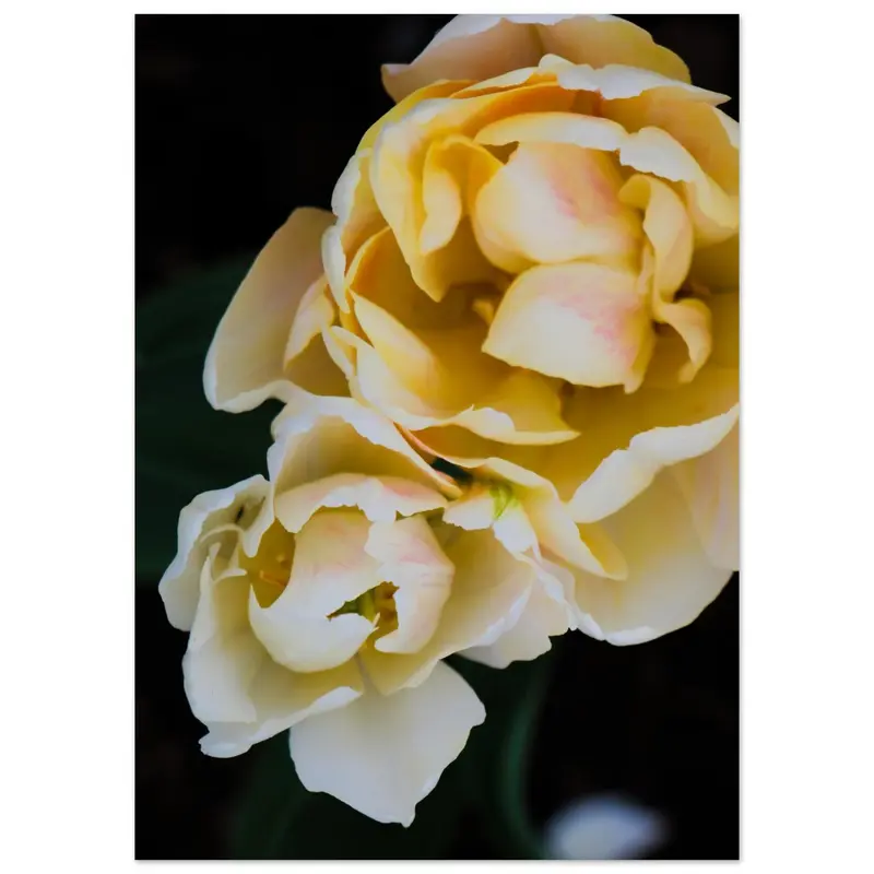 Tulips - Art print #6