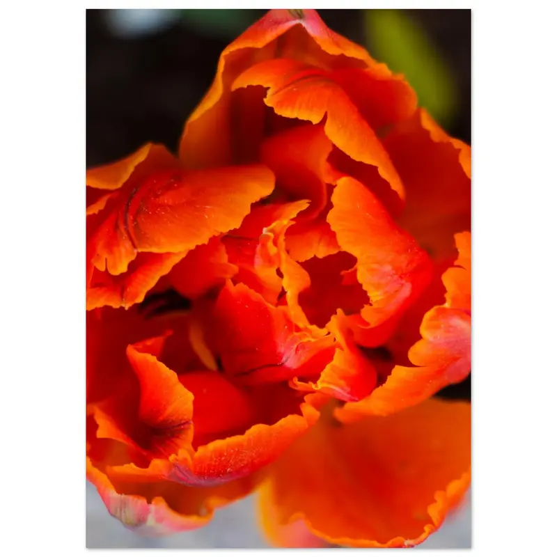 Tulips - Art print #9