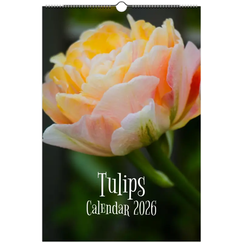 Tulips Wall calendars 2026 (US & CA)